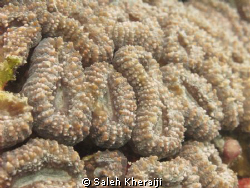 Macro shot for Hard coral at RED SEA - YANBU by Saleh Kheraiji 